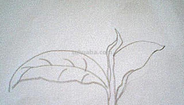 茶怎么画简笔画 简笔画茶叶的画法? 茶怎么画简笔画 简笔画茶叶的画法?