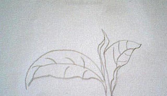 茶怎么画简笔画 简笔画茶叶的画法? 茶怎么画简笔画 简笔画茶叶的画法?