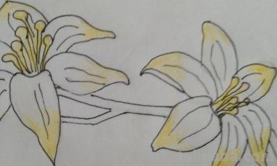鲜花怎么画简笔画 简笔画:如何教小朋友画出美丽的花朵? 鲜花怎么画简笔画 简笔画:如何教小朋友画出美丽的花朵?