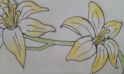 鲜花怎么画简笔画 简笔画:如何教小朋友画出美丽的花朵? 鲜花怎么画简笔画 简笔画:如何教小朋友画出美丽的花朵?
