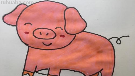 可爱猪猪的画法