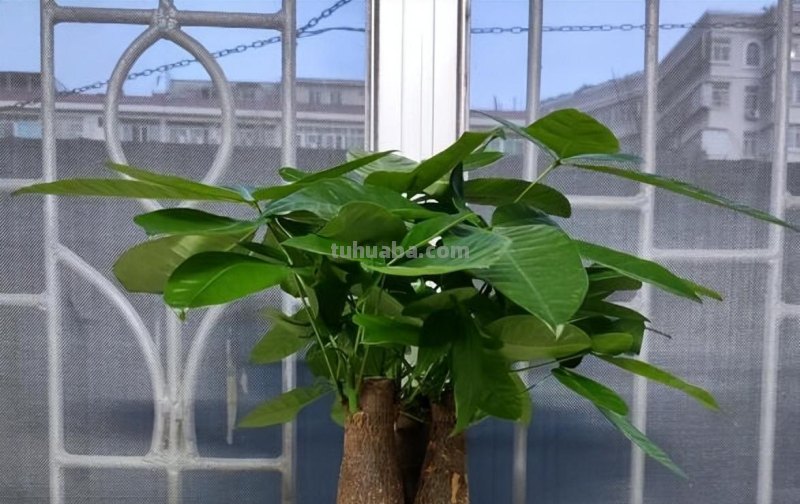 发财树的养殖方法和注意事项，4个技巧，茂密葱绿长老高