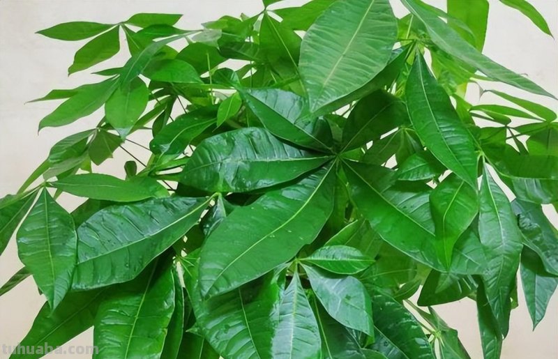发财树的养殖方法和注意事项，4个技巧，茂密葱绿长老高