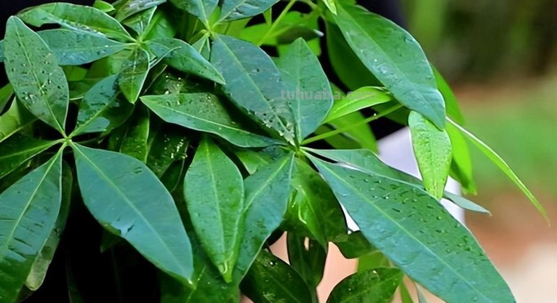 发财树的养殖方法和注意事项，4个技巧，茂密葱绿长老高