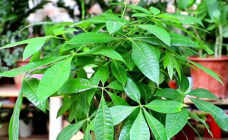 发财树的养殖方法和注意事项，4个技巧，茂密葱绿长老高