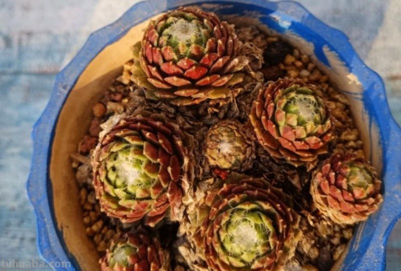 雨季一定会来，你的多肉会不会还在？8类品种请提前重点防护