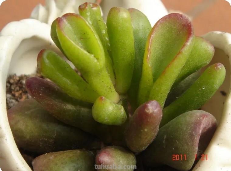 新手推荐 - 超全的38种多肉养护指南（收藏版）