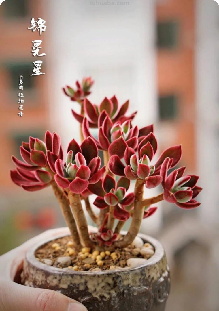 新手推荐 - 超全的38种多肉养护指南（收藏版）