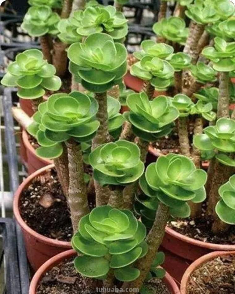 新手推荐 - 超全的38种多肉养护指南（收藏版）