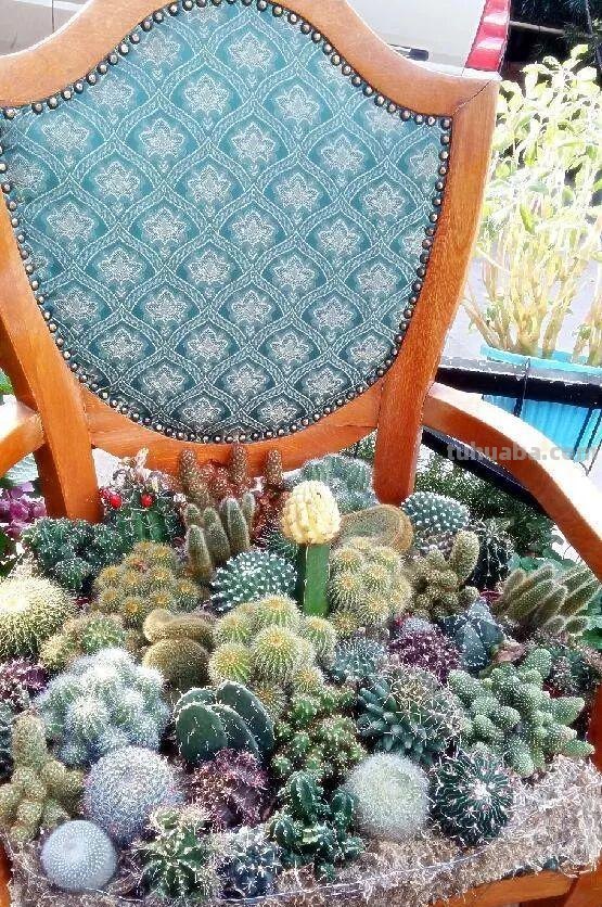 仙人球种院子里，胖的像“皮球”，一开花美翻了