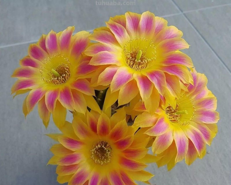 仙人球种院子里，胖的像“皮球”，一开花美翻了