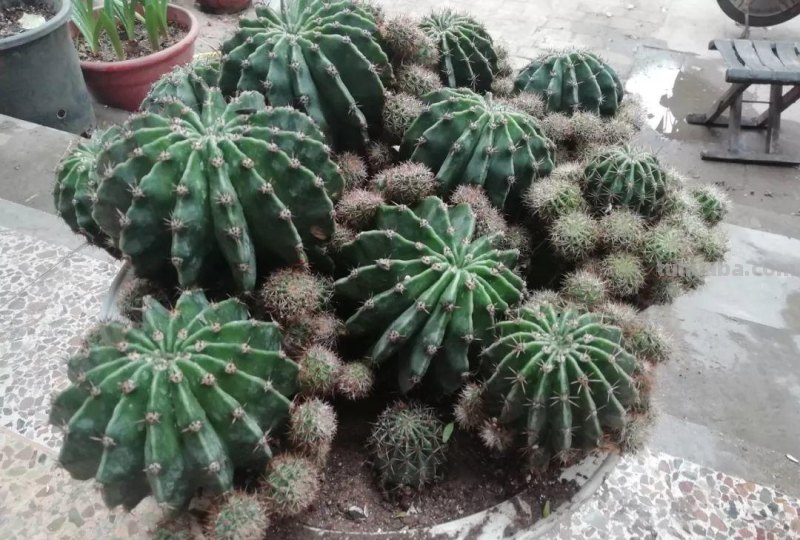 仙人球种院子里，胖的像“皮球”，一开花美翻了