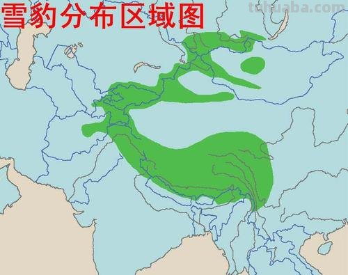 雪山之王-雪豹，它生存在食物匮乏的高山之巅