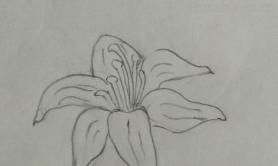 植物怎么画简笔画 花草树木简笔画怎么画? 植物怎么画简笔画 花草树木简笔画怎么画?
