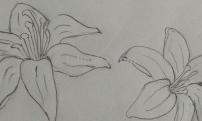 植物怎么画简笔画 花草树木简笔画怎么画? 植物怎么画简笔画 花草树木简笔画怎么画?