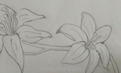 植物怎么画简笔画 花草树木简笔画怎么画? 植物怎么画简笔画 花草树木简笔画怎么画?