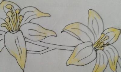 植物怎么画简笔画 花草树木简笔画怎么画? 植物怎么画简笔画 花草树木简笔画怎么画?