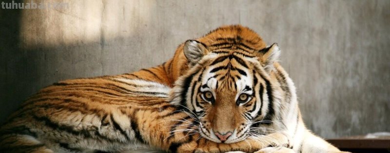 老虎怎么画?简单4步,大家都知道 老虎怎么画?简单4步,大家都知道