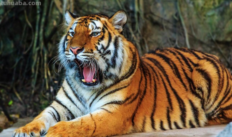 老虎怎么画?简单4步,大家都知道 老虎怎么画?简单4步,大家都知道