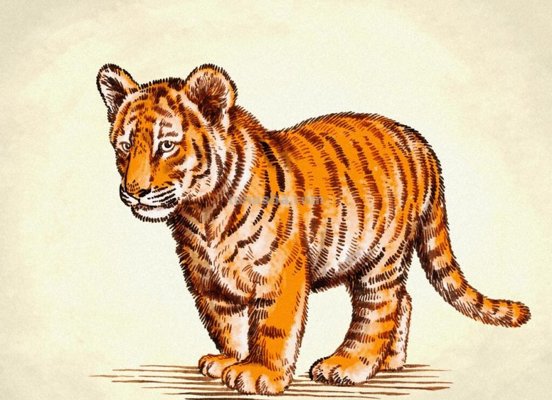 老虎怎么画?简单4步,大家都知道 老虎怎么画?简单4步,大家都知道