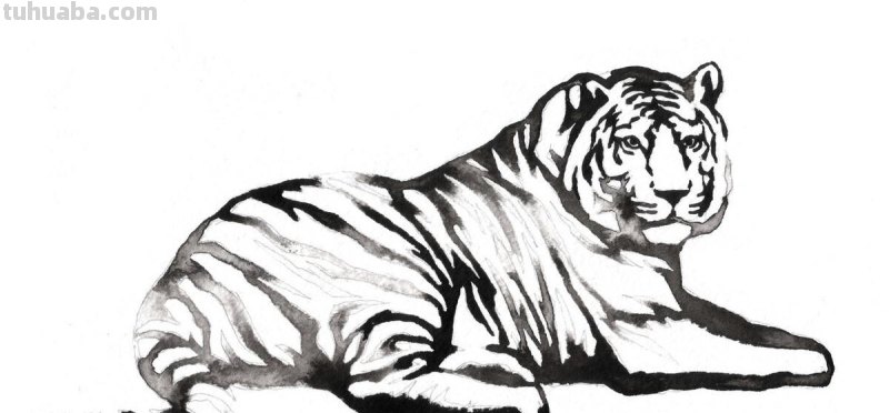 老虎怎么画?简单4步,大家都知道 老虎怎么画?简单4步,大家都知道