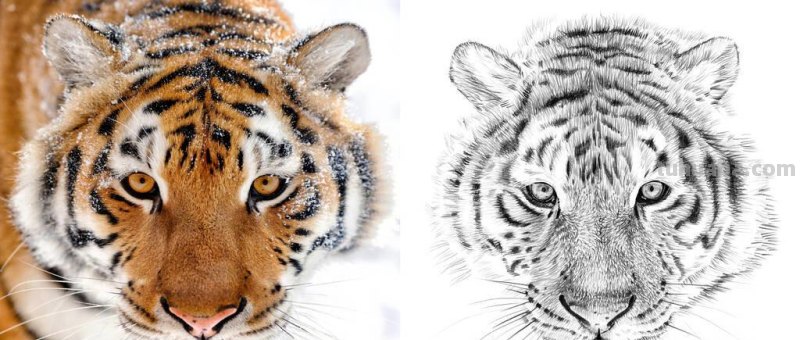 老虎怎么画?简单4步,大家都知道 老虎怎么画?简单4步,大家都知道