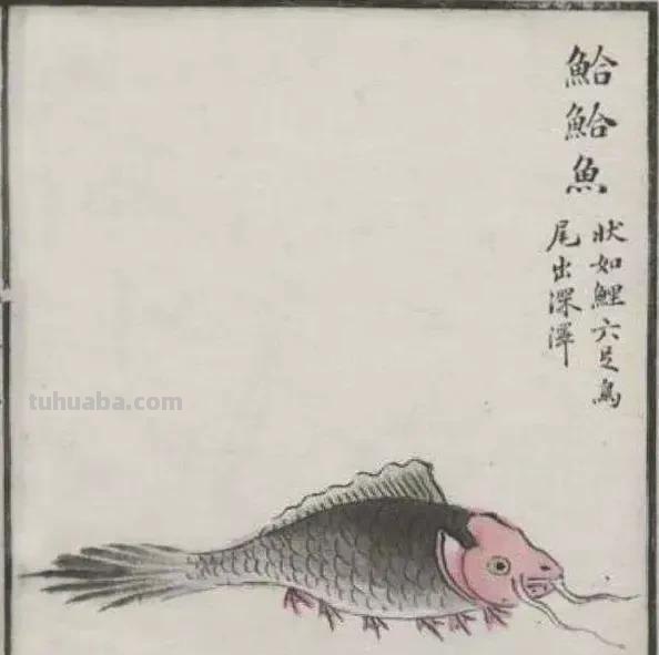 国学《山海经》东山三经-鮯鮯鱼，竟然有六条腿