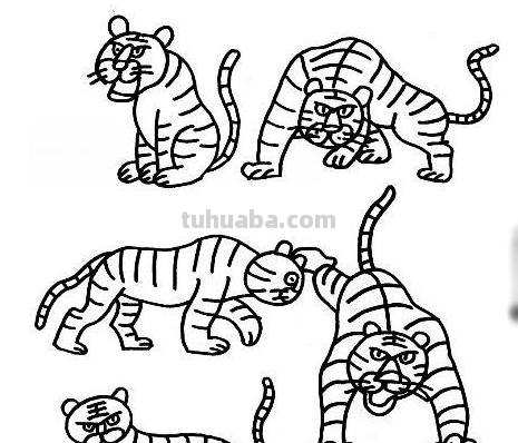 老虎怎么画