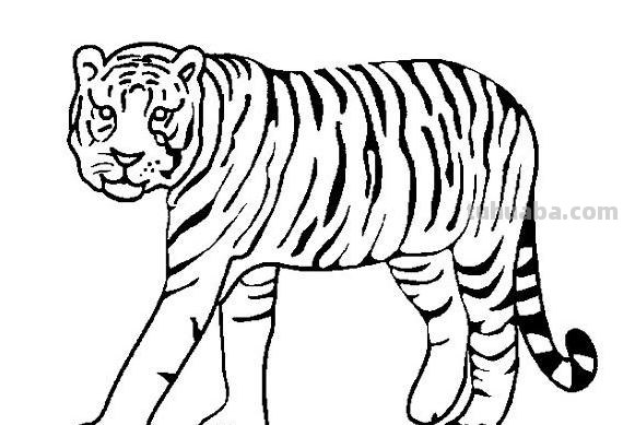 老虎怎么画