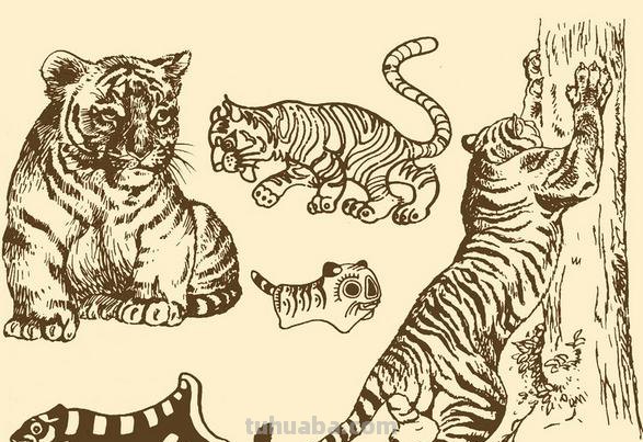 老虎怎么画