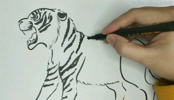虎怎么画