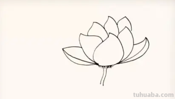 莲花怎么画图片