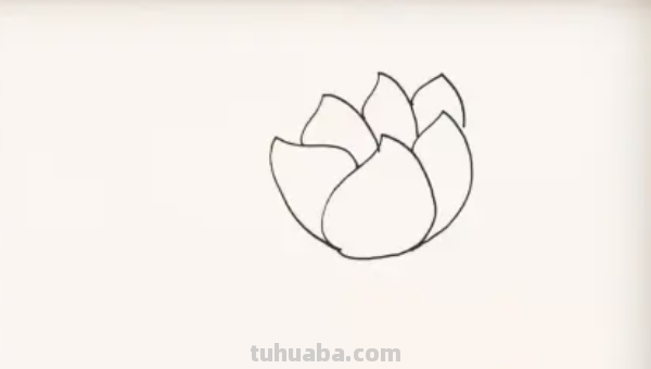 莲花怎么画图片