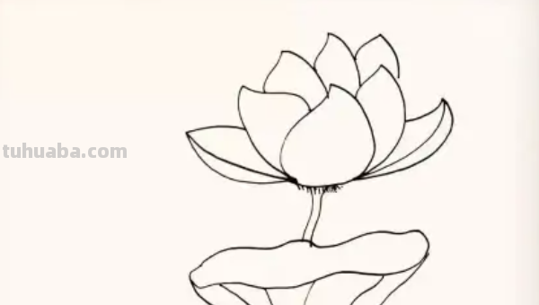 莲花怎么画图片