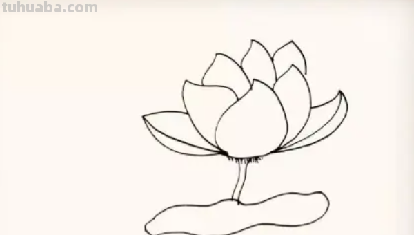 莲花怎么画图片