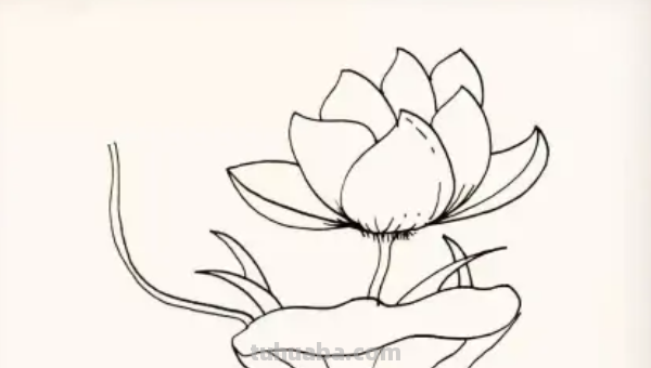 莲花怎么画图片