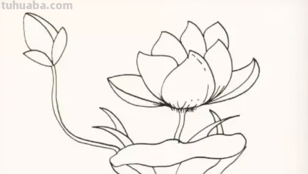 莲花怎么画图片