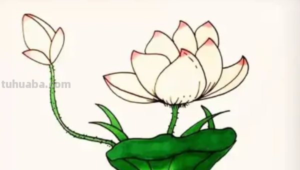 莲花怎么画图片