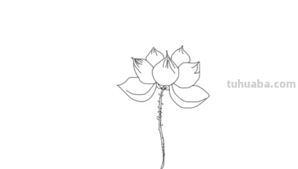 莲怎么画