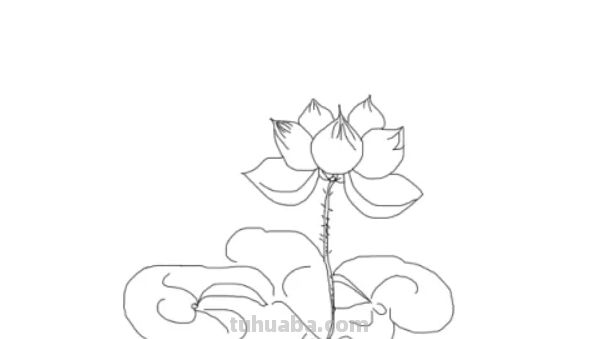 莲怎么画