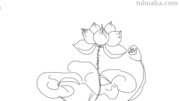 莲怎么画