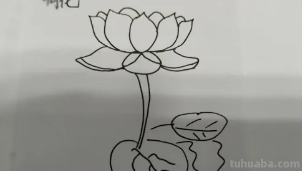 简笔莲花怎么画?