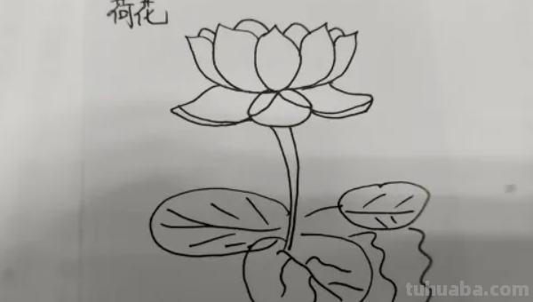 简笔莲花怎么画?