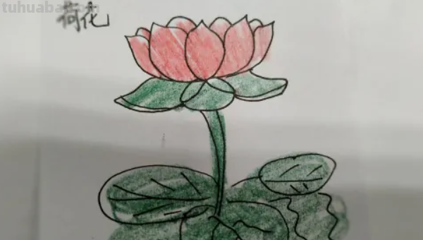 简笔莲花怎么画?