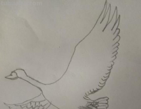 大雁简笔画怎么画 三笔画大雁南飞? 大雁简笔画怎么画 三笔画大雁南飞?