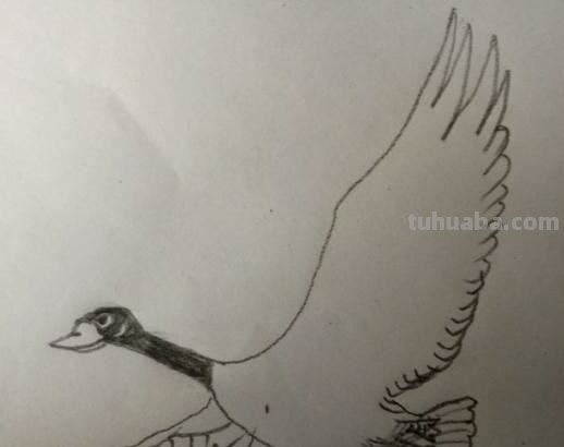 大雁简笔画怎么画 三笔画大雁南飞? 大雁简笔画怎么画 三笔画大雁南飞?