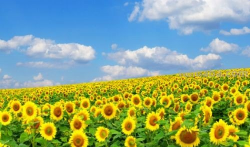 向日葵怎么画简笔画