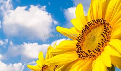 向日葵怎么画简笔画