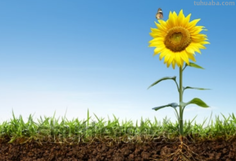 向日葵怎么画简单好看