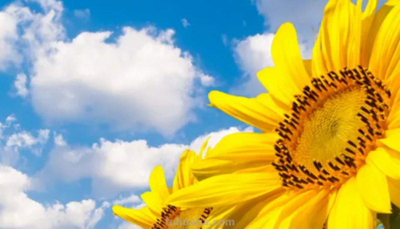 向日葵怎么画简单好看